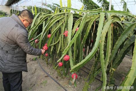 火龍果葉子